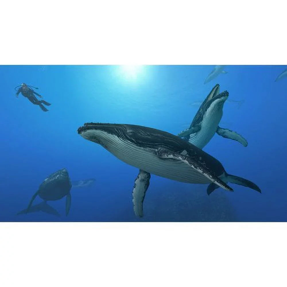 Nintendo Endless Ocean: Blue World (Nintendo Wii, 2010)